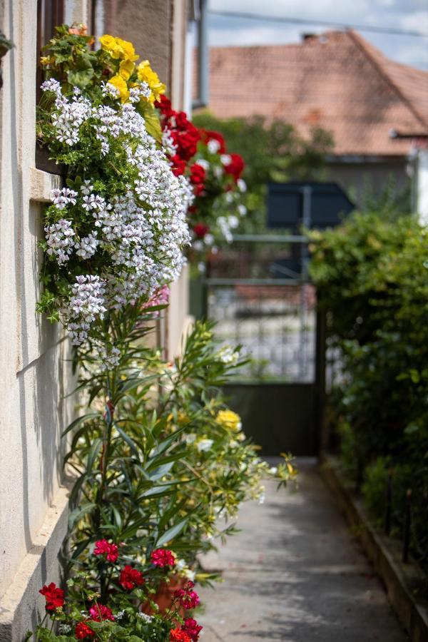 Pensiune Saroklak Sîncraiu Exterior foto